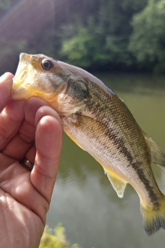 ラージマウスバスの釣果