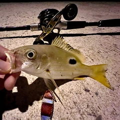 ヤマトビーの釣果