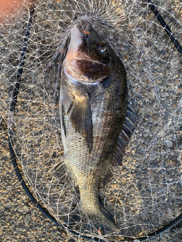 チヌの釣果