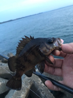 アカメバルの釣果