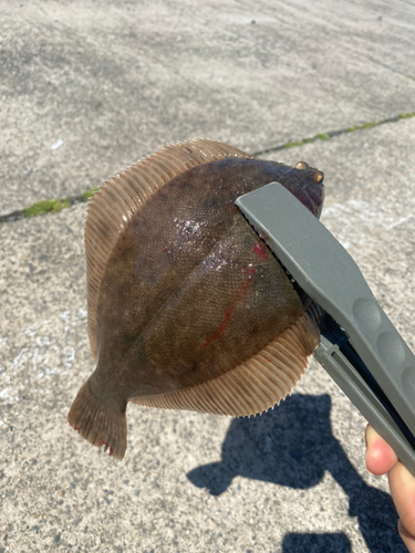 カレイの釣果