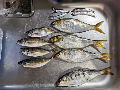 アジの釣果