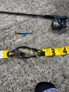 クロメバルの釣果