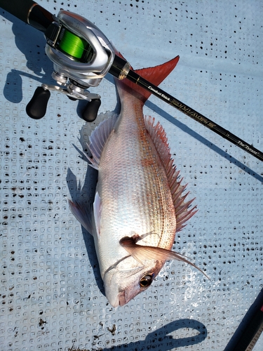 マダイの釣果