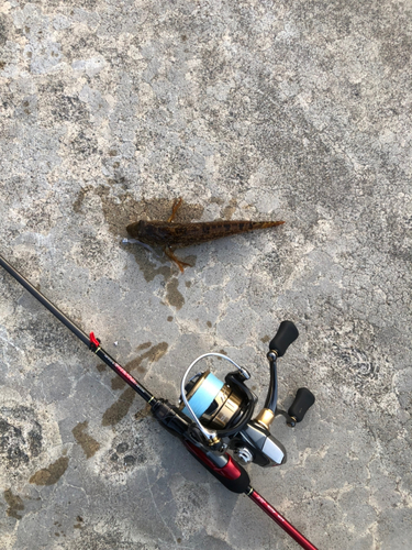 アナハゼの釣果