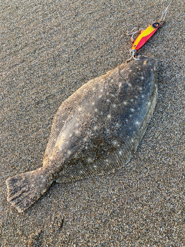 ヒラメの釣果