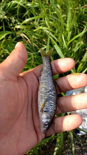 ニゴイの釣果