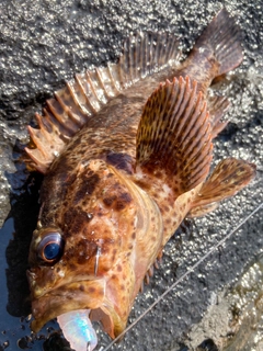 ムラソイの釣果