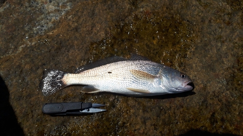 イシモチの釣果