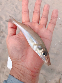 キスの釣果