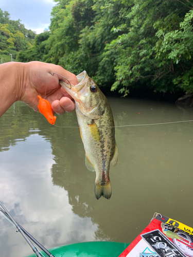 ラージマウスバスの釣果