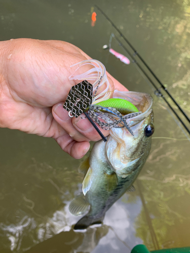 ラージマウスバスの釣果