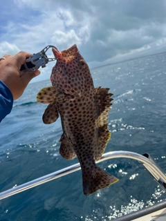 シロブチハタの釣果