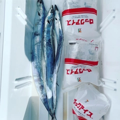 タチウオの釣果