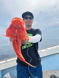 オニカサゴの釣果