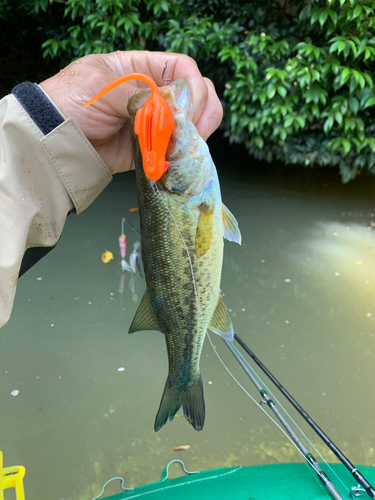 ラージマウスバスの釣果