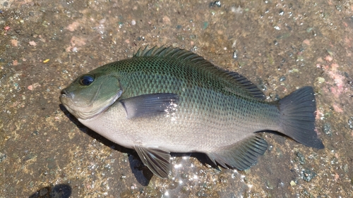 メジナの釣果