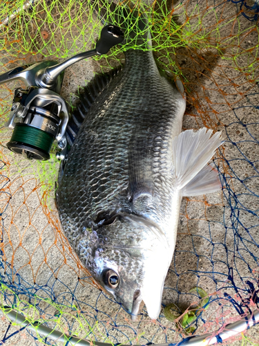 キビレの釣果