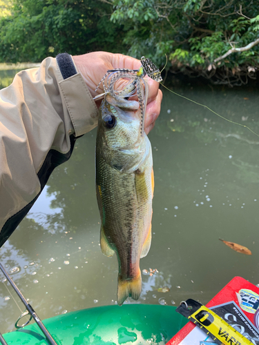 ラージマウスバスの釣果