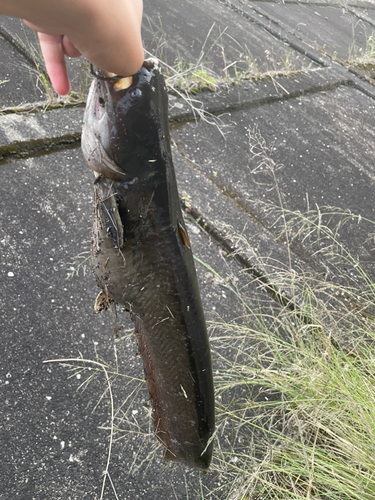 マナマズの釣果