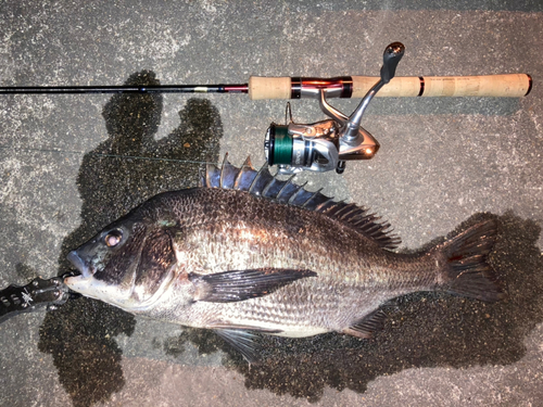 クロダイの釣果