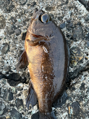 クロメバルの釣果