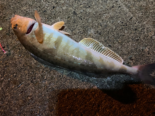 ホッケの釣果