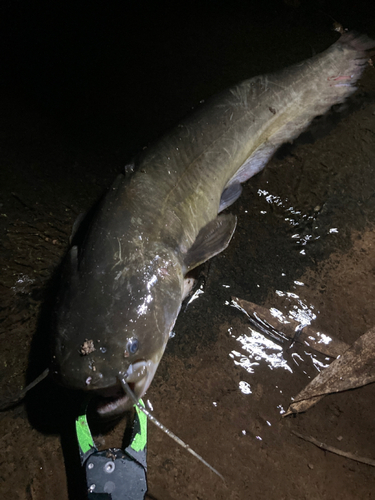 ナマズの釣果