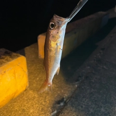 シロムツの釣果