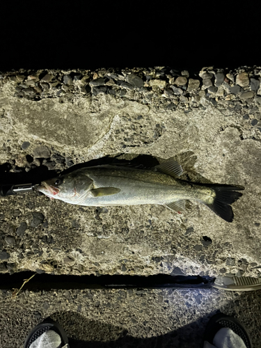 シーバスの釣果