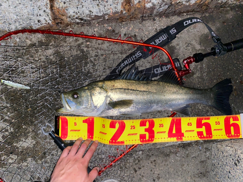 シーバスの釣果