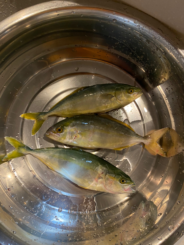 カンパチの釣果