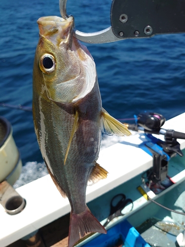 イサキの釣果