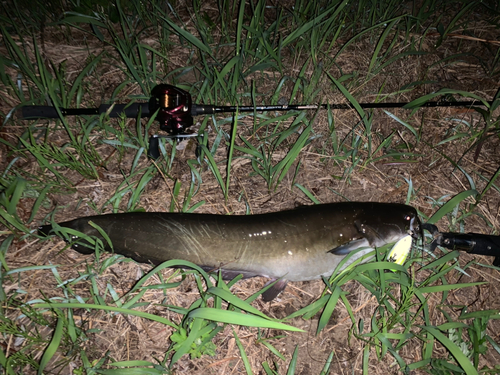 ナマズの釣果