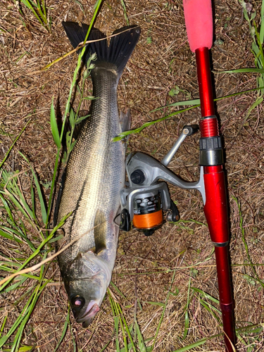 マダカ（マルスズキ）の釣果