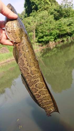 ライギョの釣果