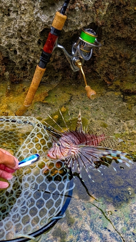 ミノカサゴの釣果