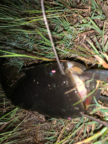 ナマズの釣果