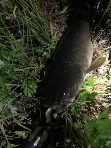 ナマズの釣果