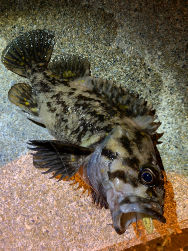 ハチガラの釣果