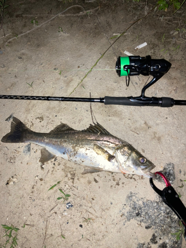 シーバスの釣果