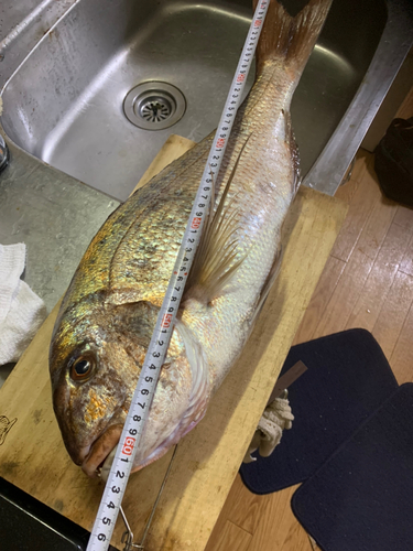 マダイの釣果