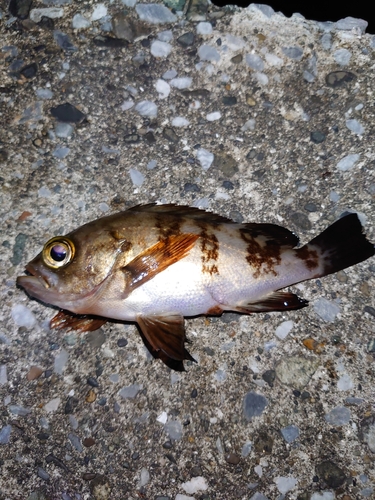 メバルの釣果