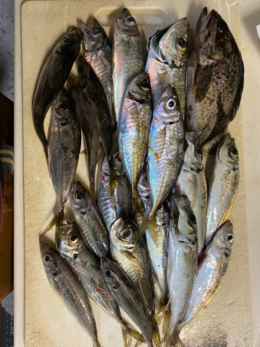 アジの釣果