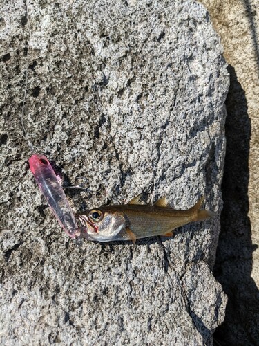 ムツの釣果