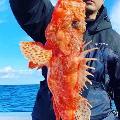 オニカサゴの釣果