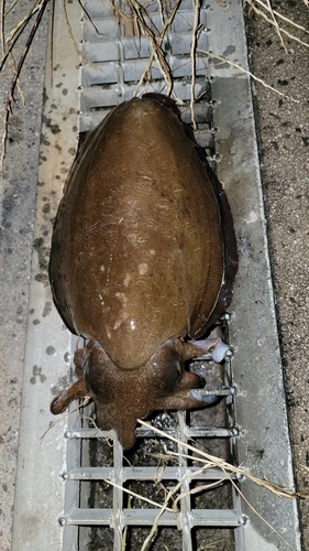 モンゴウイカの釣果