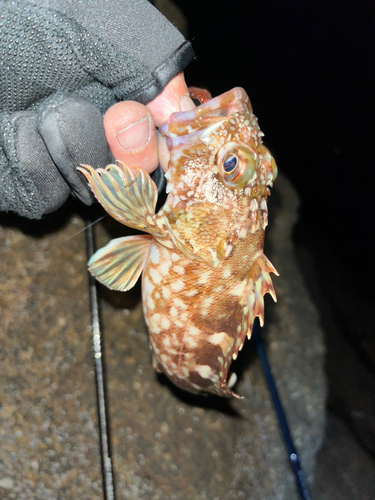 カサゴの釣果