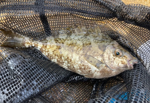 アイゴの釣果