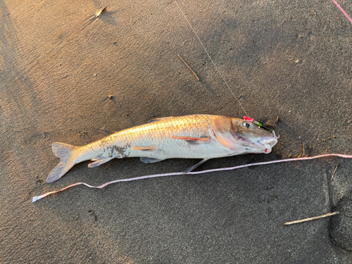 ニゴイの釣果